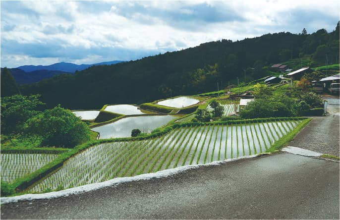 大栗安の棚田風景の画像
