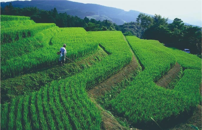 久留女木の棚田風景の画像