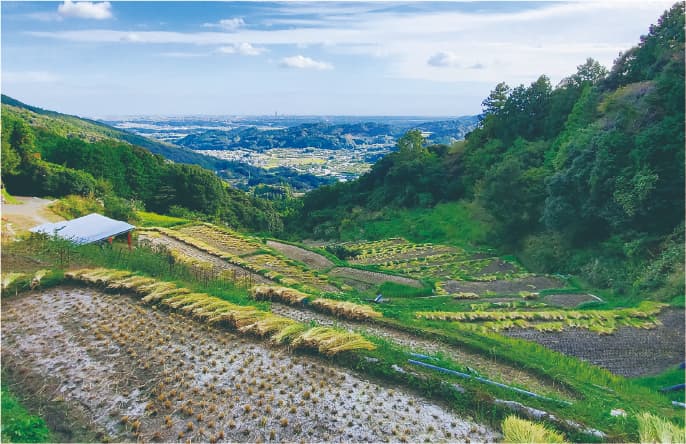 白橿の棚田風景の画像